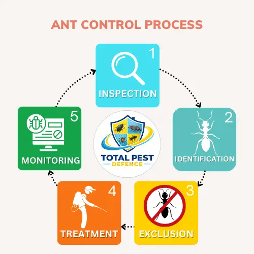 Ants Pest Control Melbourne | Safe & Effective Ant Removal
